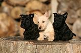SCOTTISH TERRIER 148